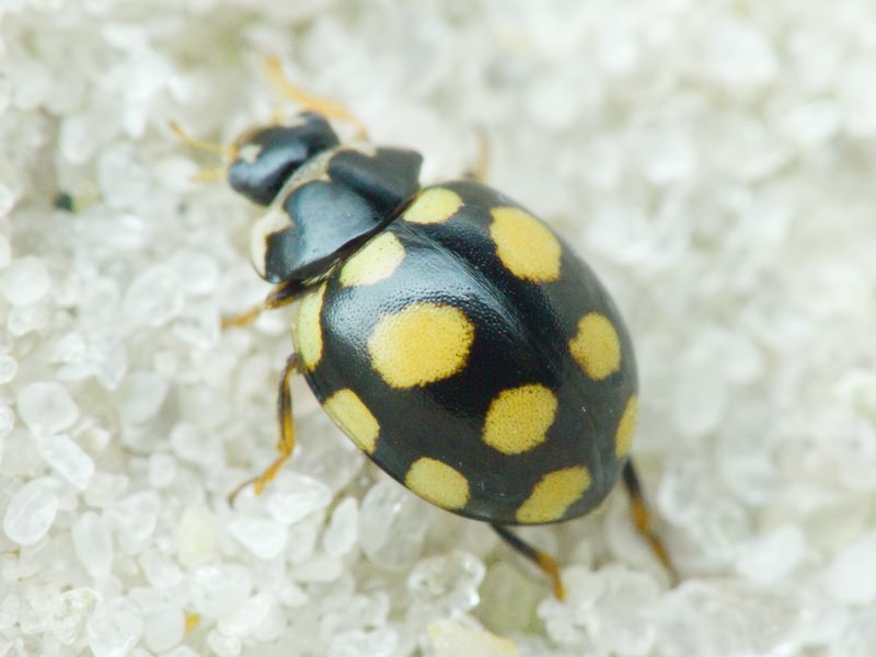 Coccinula quatuordecimpustulata (Linnaeus, 1758)